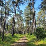 W G Jones State Forest