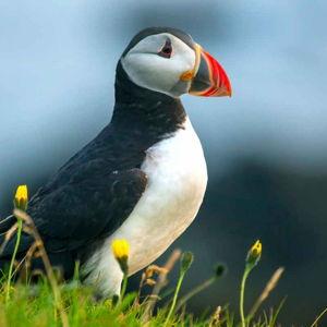 Puffin and Whale Watching
