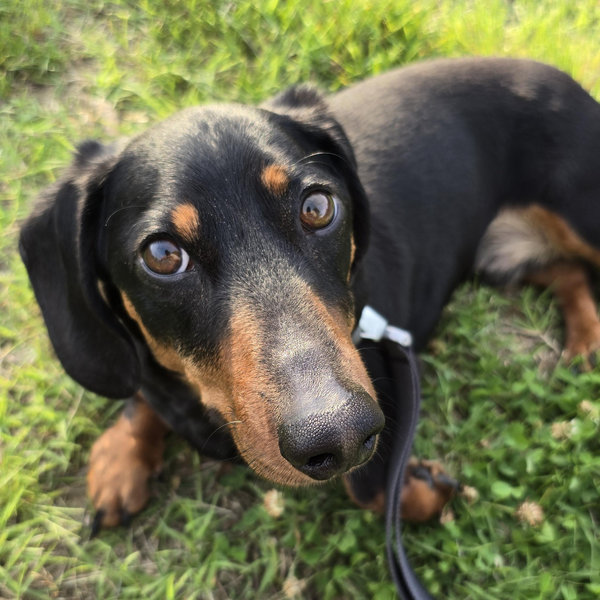 Pet Sitting For Our Honeymoon
