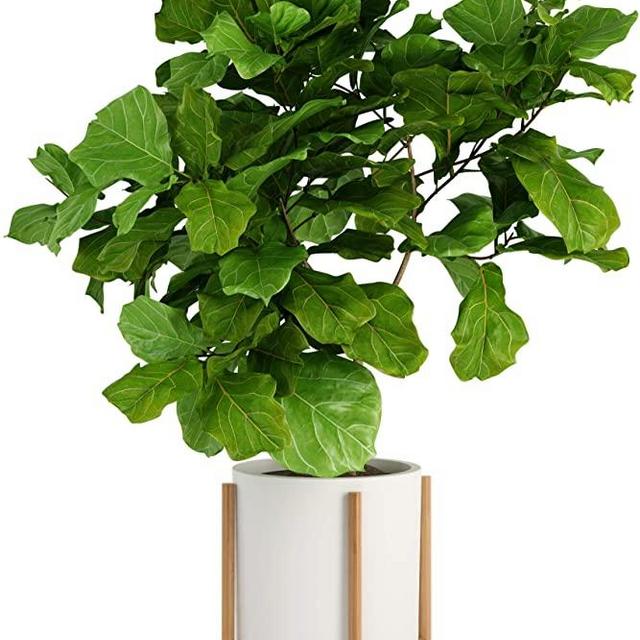 Fox & Fern Modern Plant Stand with 12" Pot - Including White Planter Pot - Drainage Plug - Acacia Wood