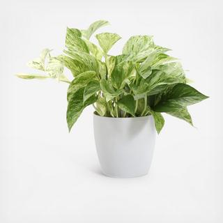 Marble Queen Pothos