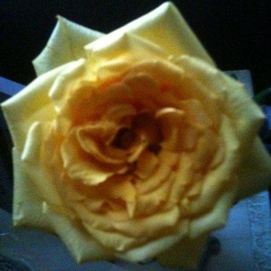 As mentioned in our "how they met" story on page one - The yellow rose, Joseph brought to the front door on our first date.