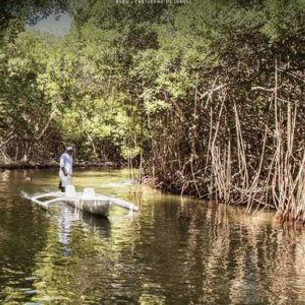 Mangroves Tour