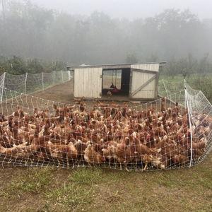 Poultry net