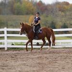 Bridle Hill Farm