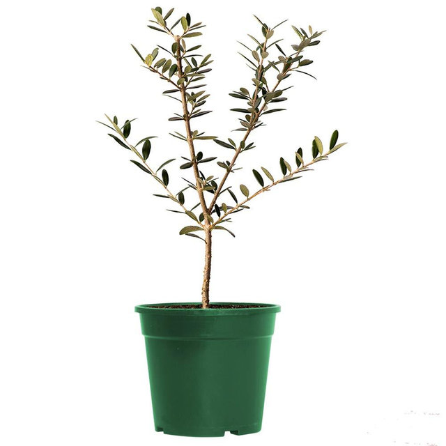 AMERICAN PLANT EXCHANGE Arbequina Olive Tree Live Plant, 6" Pot, Delectable Fruit