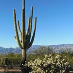 Cactus Forest Trail