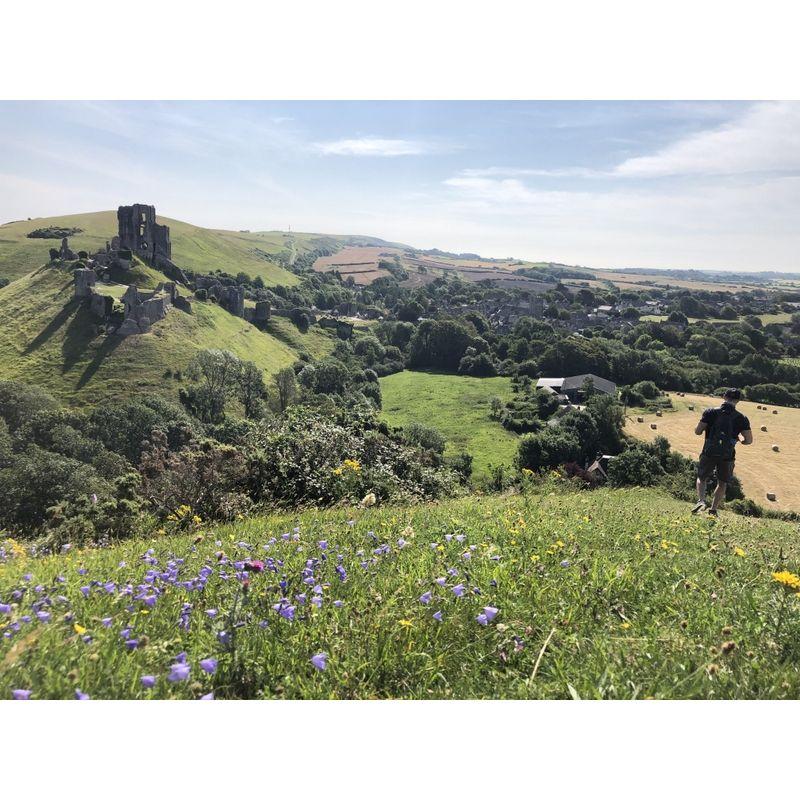 Swanage, England | Corfe Castle and wildflowers.
