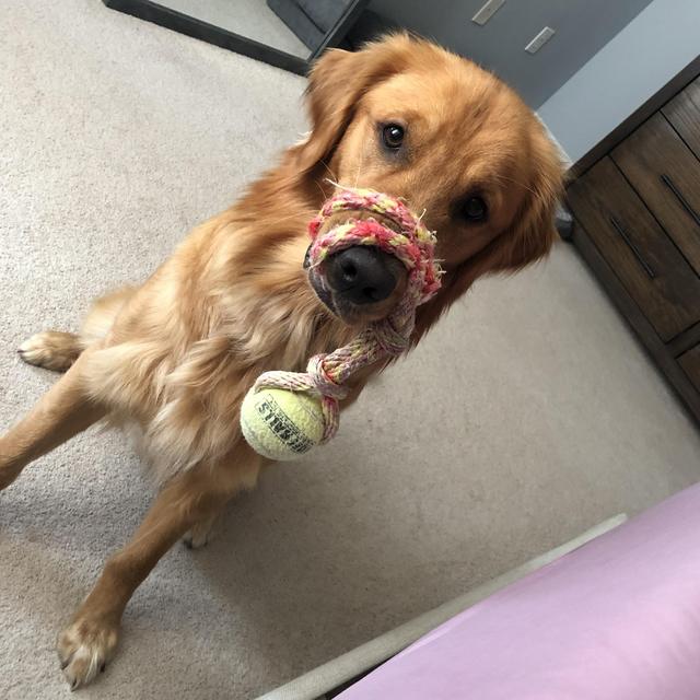 Our Pet Toy Fund