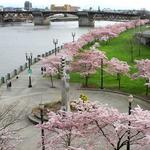 Tom McCall Waterfront Park