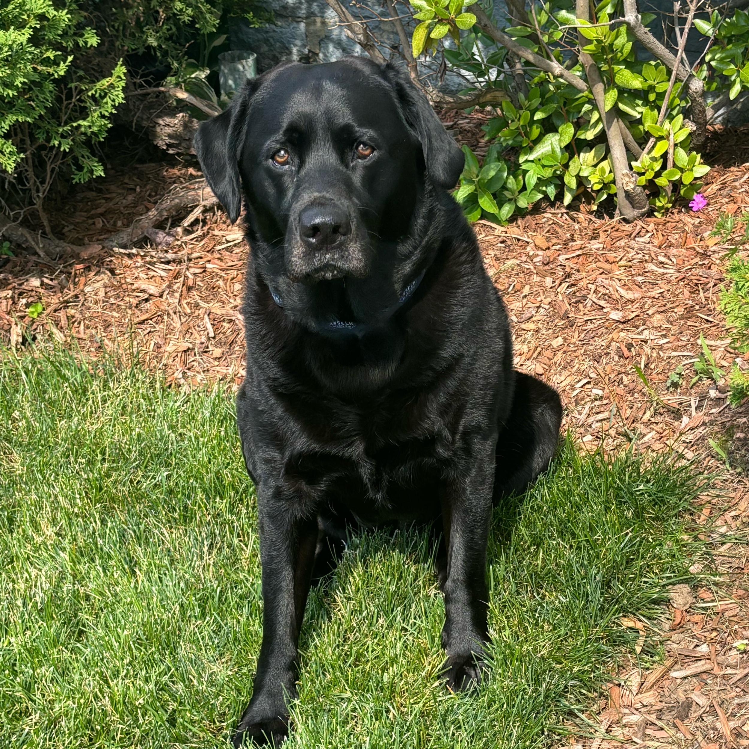 Year's Supply Of Pet Treats