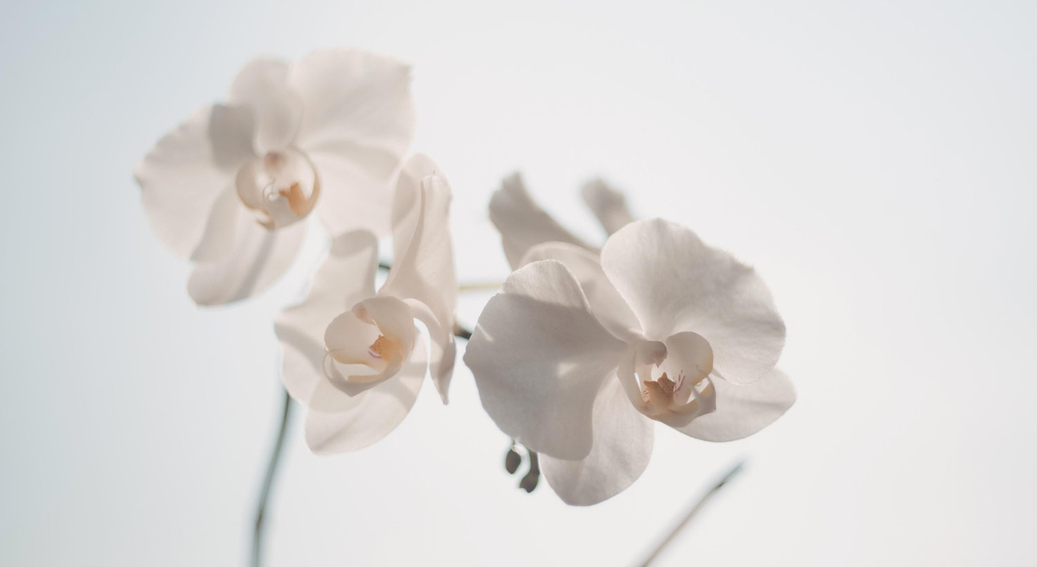 Footer image