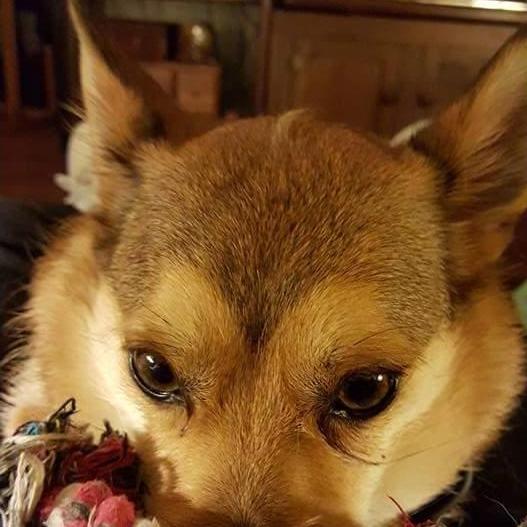 Fur-kid will be with us in spirit.
