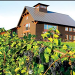 Shelburne Vineyard