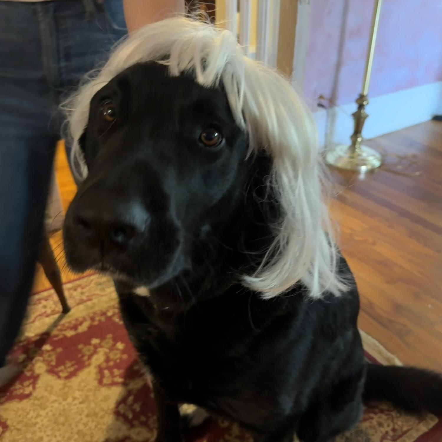 Jambo Incognito