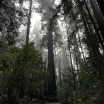 Henry Cowell Redwoods State Park
