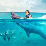 Swim with Dolphins