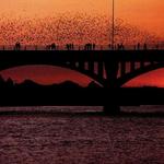 Check out the World Famous Congress Bridge Bats