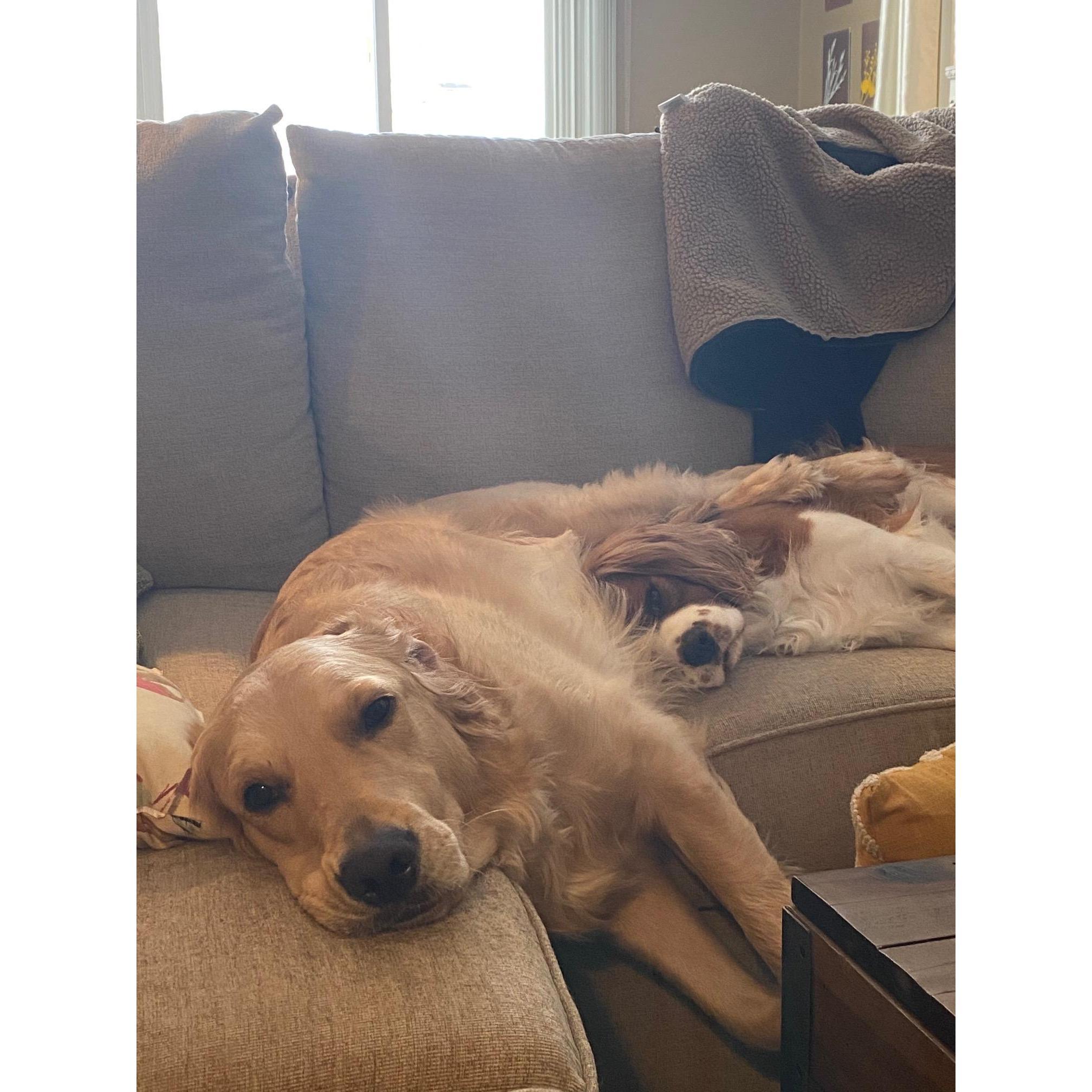 When we moved in together, it took some time for our boys to get used to each other. This was the first time we ever caught them snuggling!