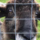 Fermanagh Fun Farm & Granny Flo's Cafe
