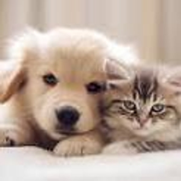 Pet Alliance of Orlando