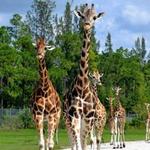 Lion Country Safari