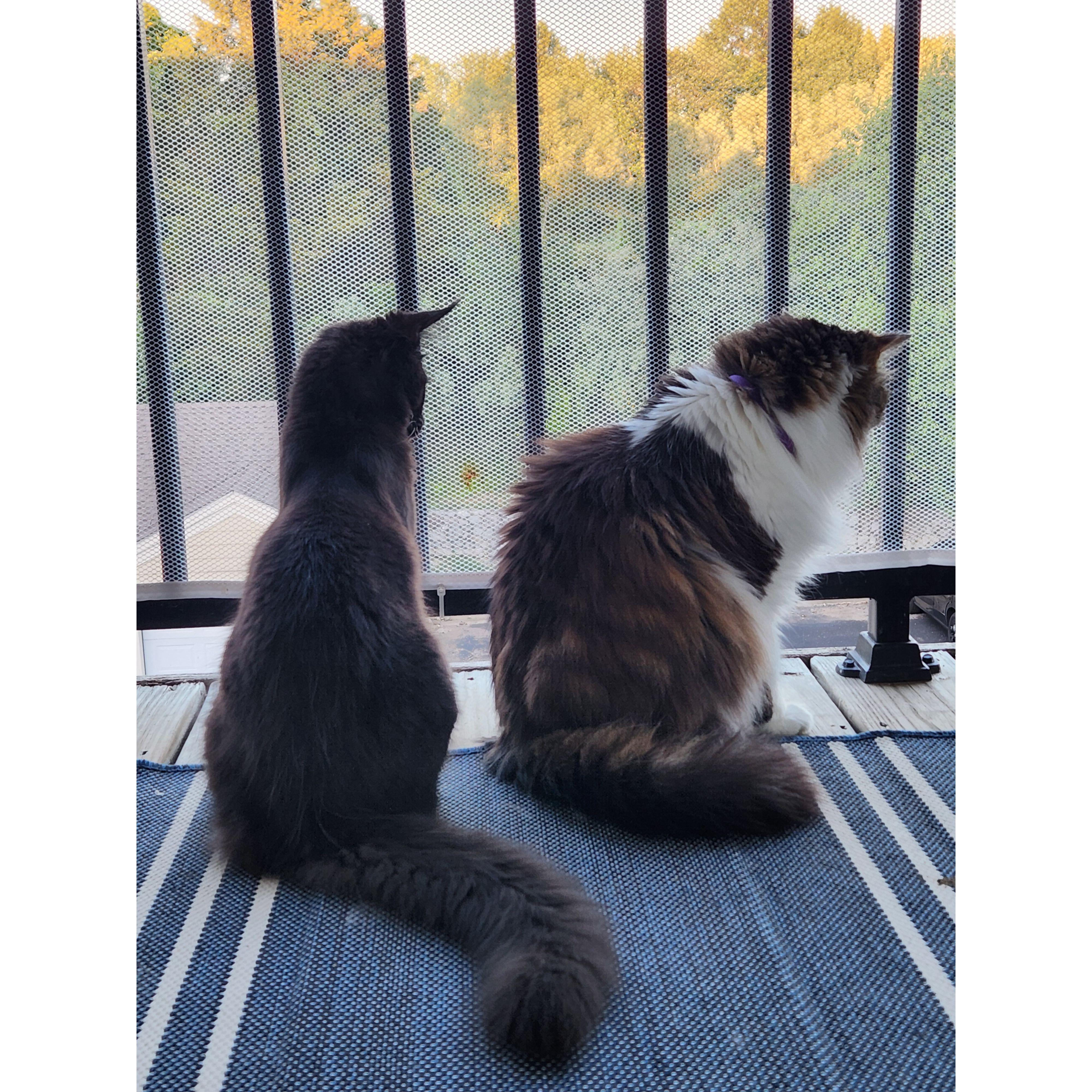 There had to be at least one cat picture