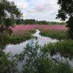 Oaks Bottom Wildlife Refuge