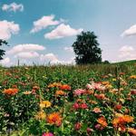 Simmons Farm