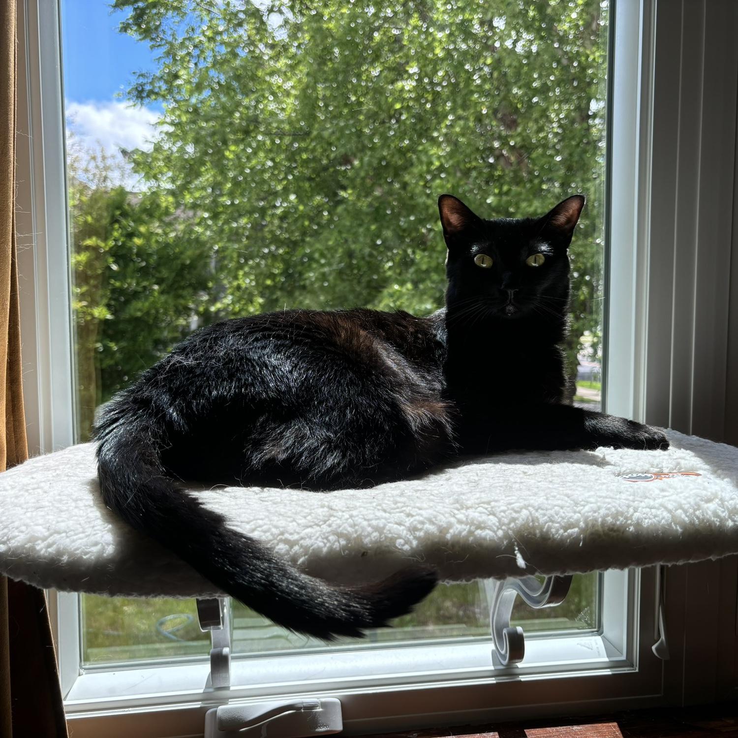 Obviously, this is a cat household, so that means the cats get fancy window seats. Nyxie approves.