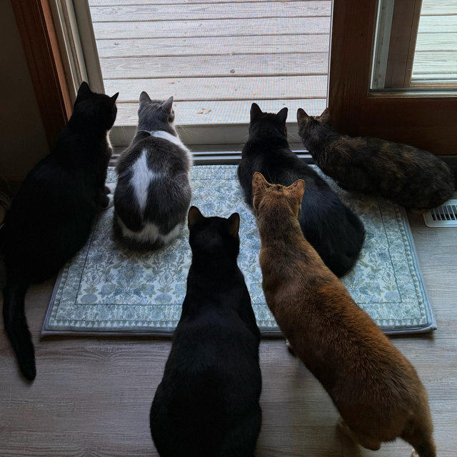 Catio Fund