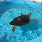 Loggerhead Marinelife Center