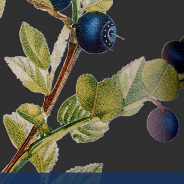 Summer Blueberry Vinegar