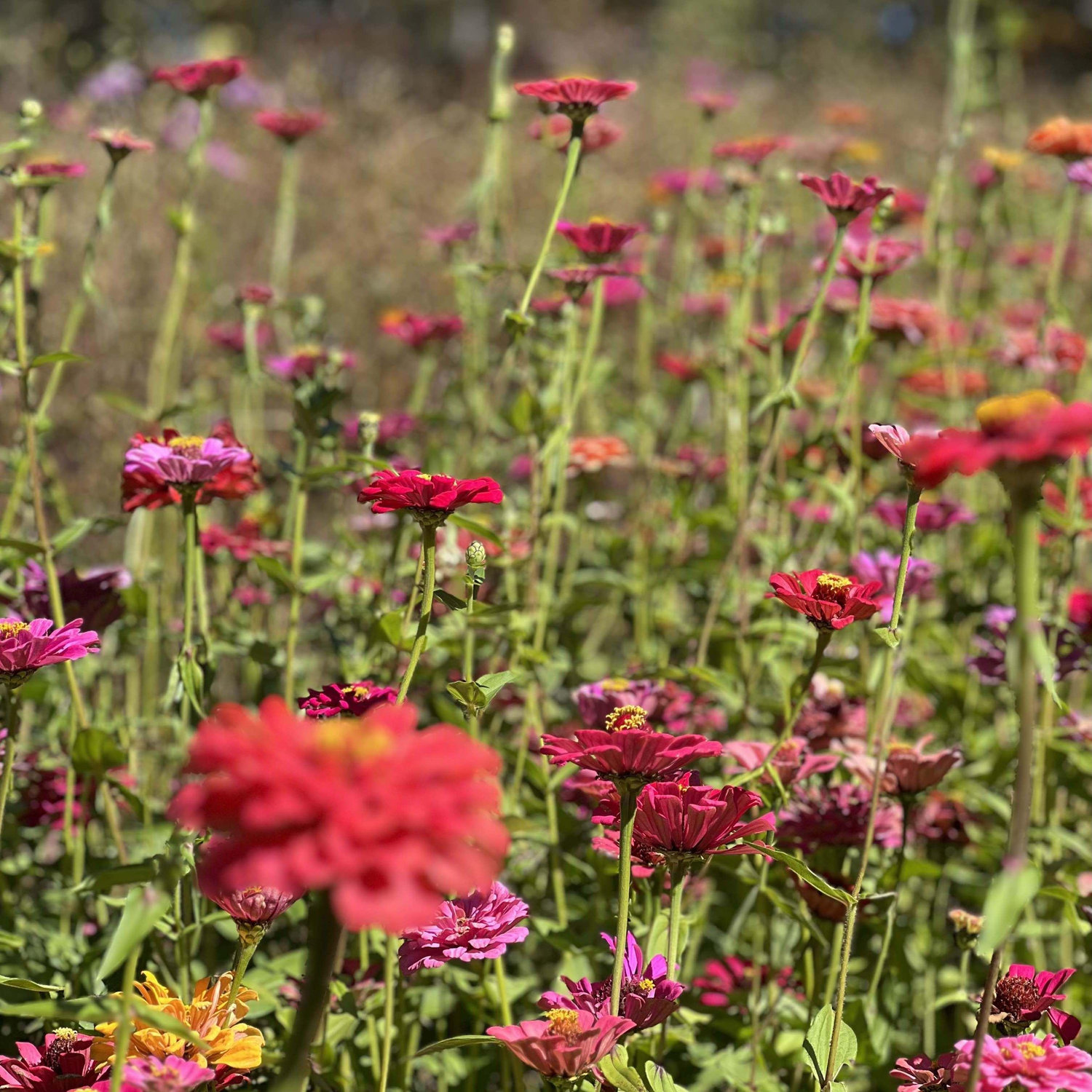 Zack & Bryce enjoy outdoor adventures filled with sights like these wildflowers at the Gibbs Garden near where Zack grew up.