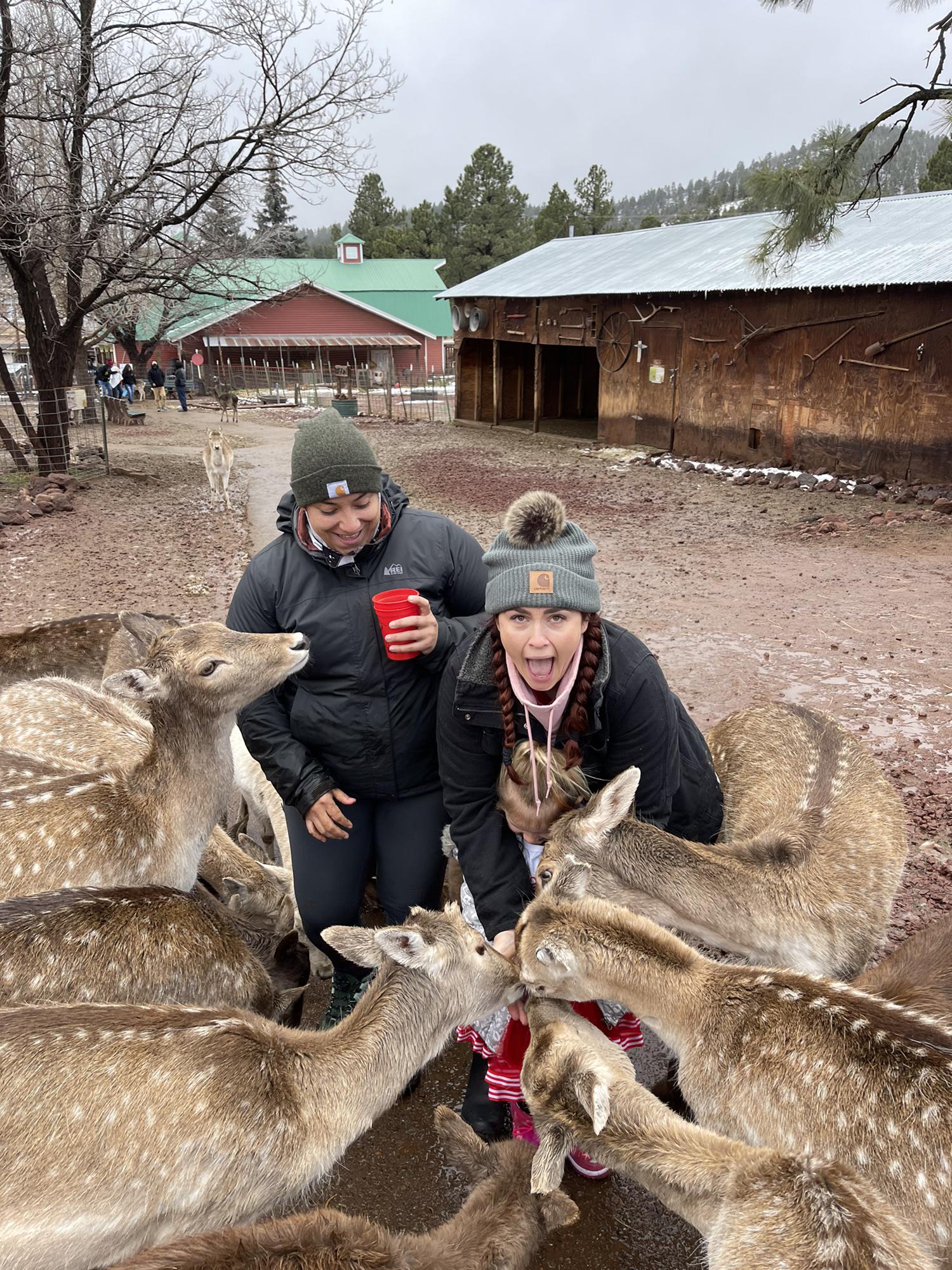 Feeding the Deer in AZ