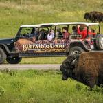 Buffalo and Safari Jeep Tour