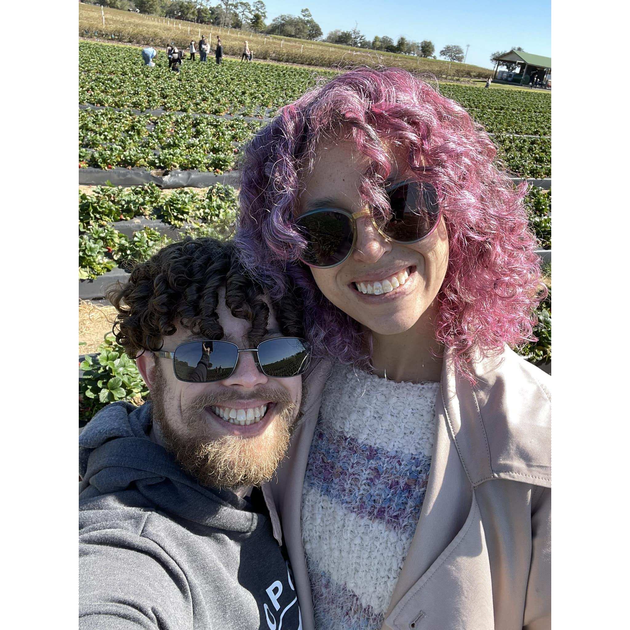 Strawberry Picking
