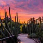 Desert Botanical Garden