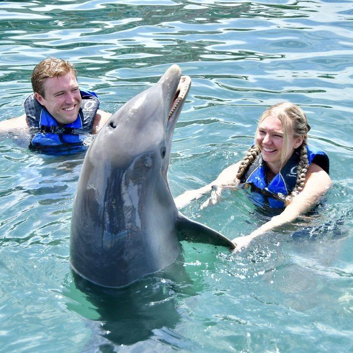 Swimming with dolphins in the Dominican Republic - Sept 2024