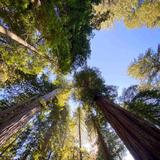 Trees of Mystery