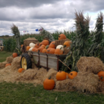 Harbes Family Farm - Mattituck