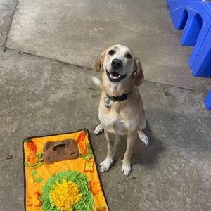 Willows Camp Bow Wow adventure