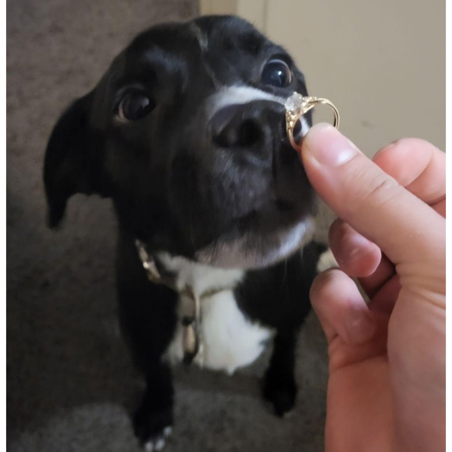 Reggie had to approve of the ring first!