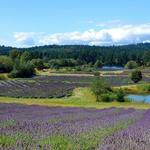 Pelindaba Lavender Farm