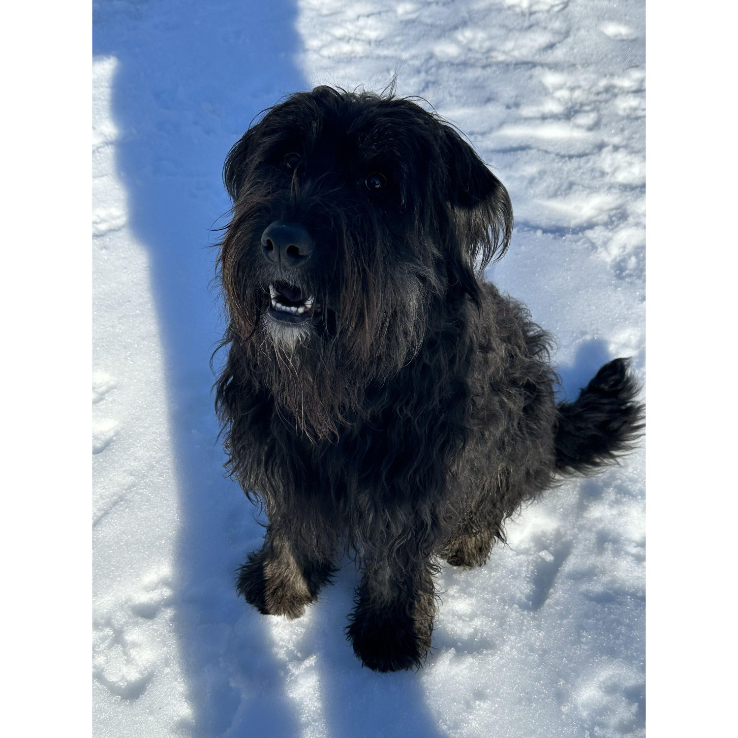 Our dog Rosie!