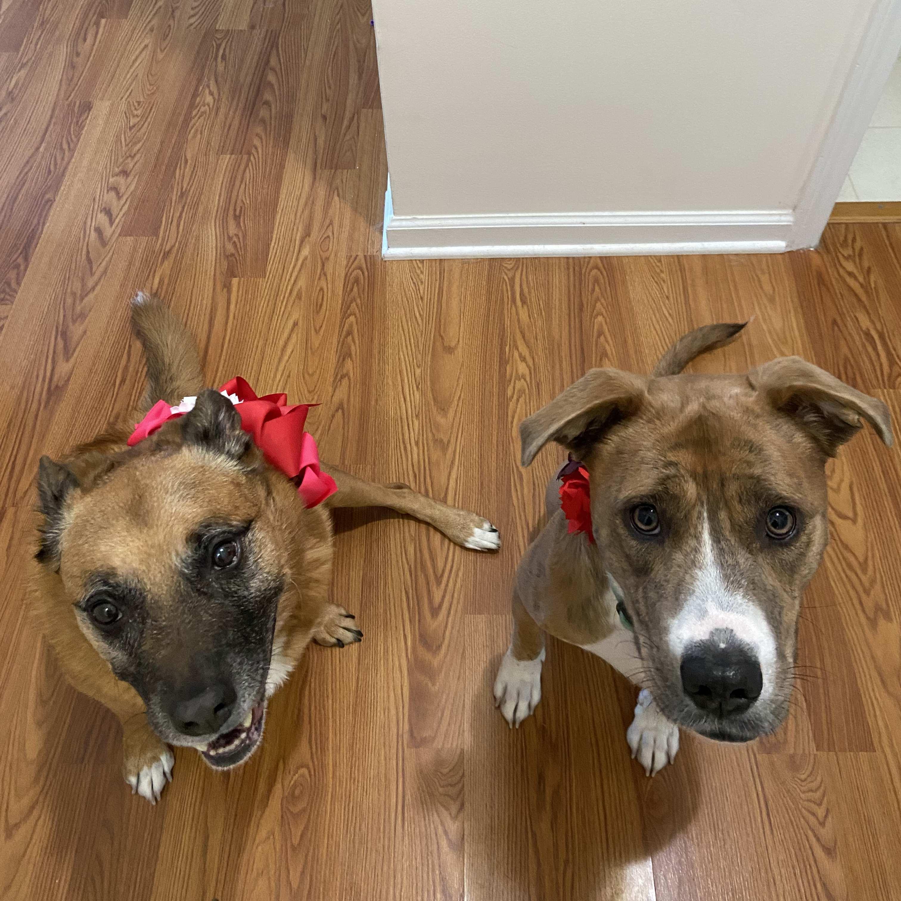 July 13, 2021: Penny and Avery helped Sean propose in our home (and we forgot to take pictures together that day...)