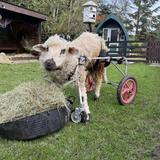 The Sheep Sanctuary
