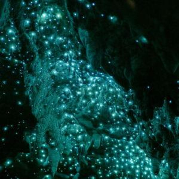 Honeymoon Series - Glowworm Cave Tour