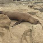 La Jolla Cove