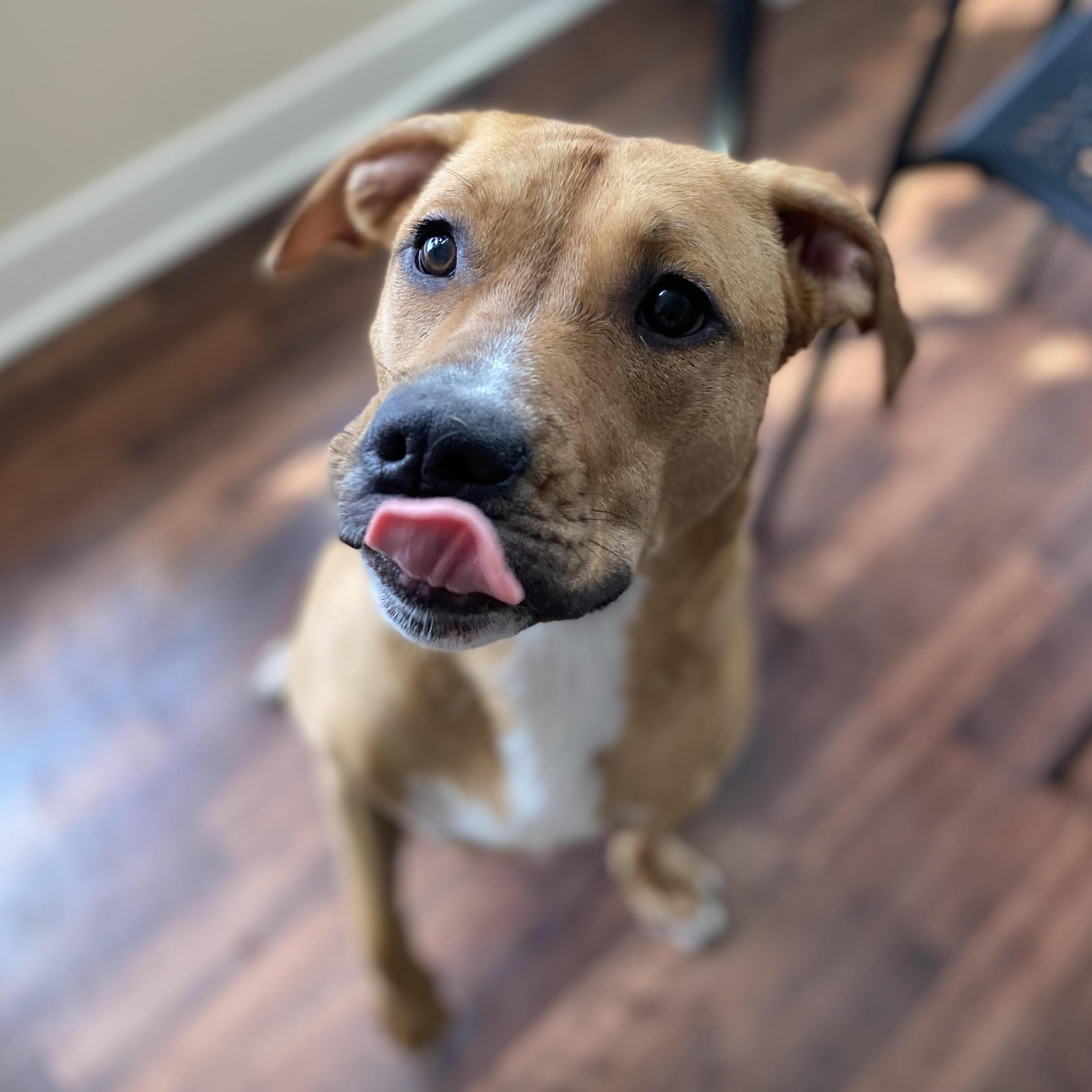 Have you met our pets? This is Sophie! She was the last addition to our crew back in 2019. She's a sweetheart who loves to play.
